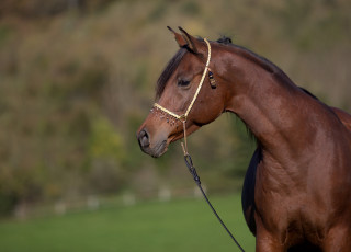Картинка автор +oliverseitz животные лошади конь профиль грация морда гнедой красавец шея