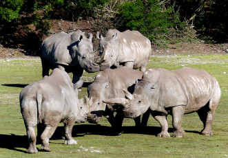 Картинка животные носороги стадо