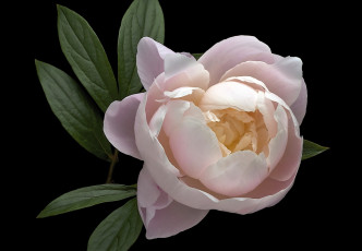 Картинка цветы пионы пион бутон розовый макро