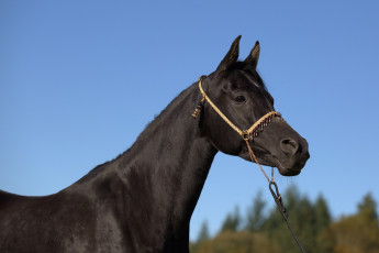 Картинка автор +oliverseitz животные лошади небо профиль шея морда вороной конь красавец