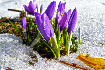 Картинка цветы крокусы бутоны снег