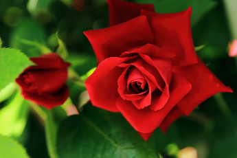 Картинка цветы розы роза бутон красная