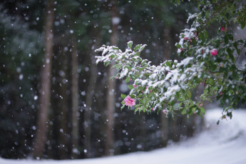 обоя Японская камелия, цветы, камелии, листва, ветка, холод, снегопад, снег, зима, розовый