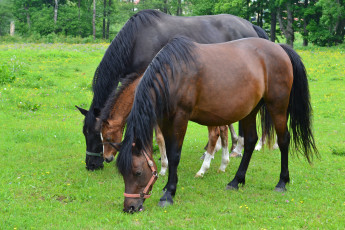 Картинка животные лошади пасутся трава луг