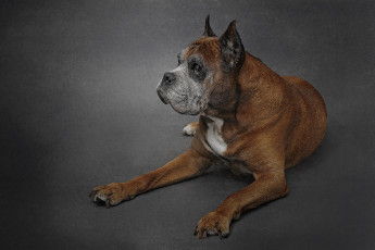 Картинка животные собаки пес