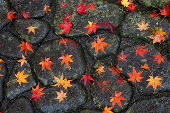 Картинка природа листья мостовая дорога дождь камни осень