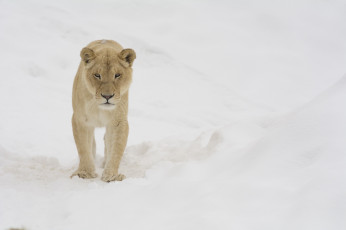 Картинка животные львы львица кошка хищник морда снег зима прогулка зоопарк