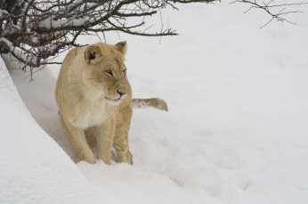 Картинка животные львы зоопарк ветки снег зима морда хищник кошка львица