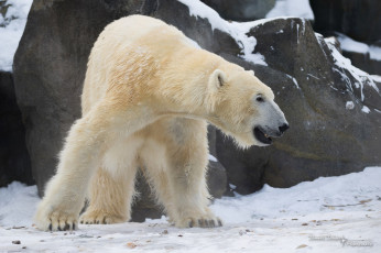 Картинка животные медведи хищник профиль мощь зима снег зоопарк