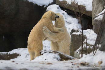 Картинка животные медведи хищники пара драка игра борьба скалы зима снег зоопарк