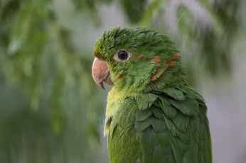 Картинка животные попугаи попугайчик