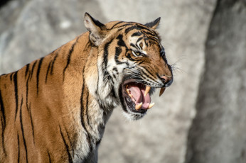 Картинка животные тигры кошка хищник морда оскал пасть клыки язык
