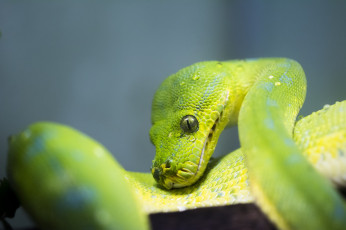 Картинка животные змеи +питоны +кобры питон зелёный чешуя макро