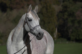 Картинка автор +oliverseitz животные лошади конь серый морда чёлка