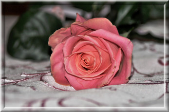 Картинка цветы розы ткань роза