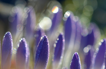Картинка крокусы цветы лепестки фиолетовые сиреневые