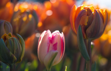 Картинка цветы тюльпаны макро свет боке весна бутоны