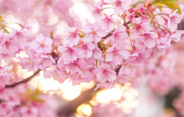 Картинка цветы сакура +вишня весна вишня цветение розовый
