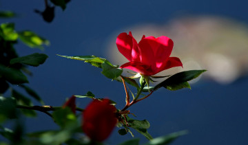 Картинка цветы розы куст лепестки листья роза