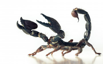 Картинка животные скорпионы насекомое скорпион