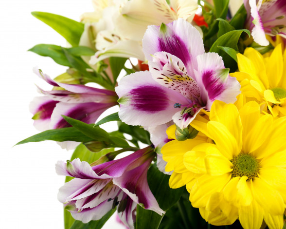 Обои картинки фото цветы, разные вместе, альстромерия, хризантема