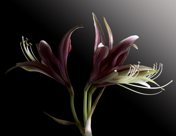 Обои картинки фото цветы, амариллисы,  гиппеаструмы, макро, цветок, фон, чёрный