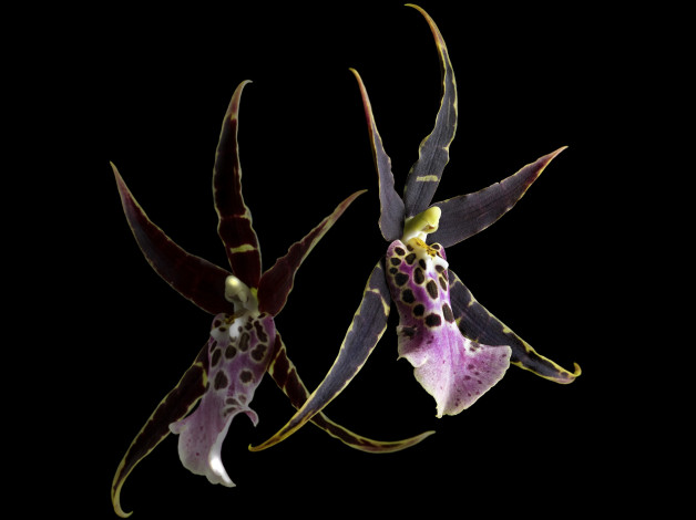 Обои картинки фото цветы, орхидеи, фон, черный