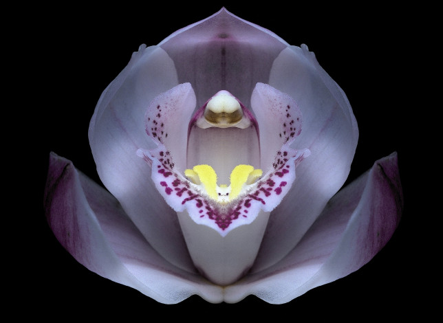Обои картинки фото цветы, орхидеи, макро, орхидея, фон, черный