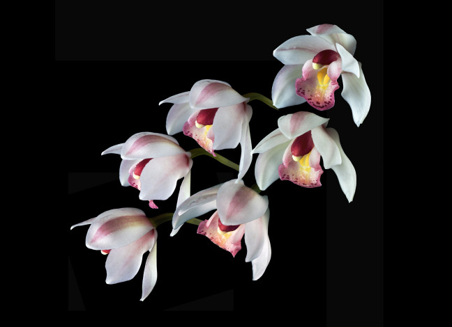 Обои картинки фото цветы, орхидеи, фон, черный