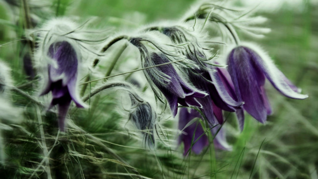 Обои картинки фото цветы, анемоны,  сон-трава, пушистый
