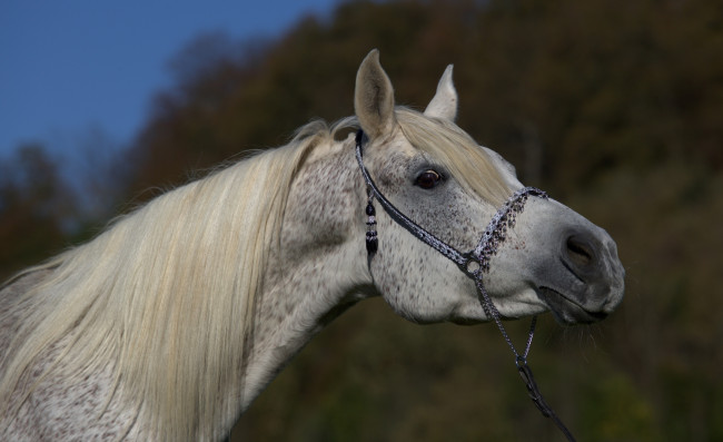 Обои картинки фото автор,  oliverseitz, животные, лошади, грива, шея, морда, серый, конь