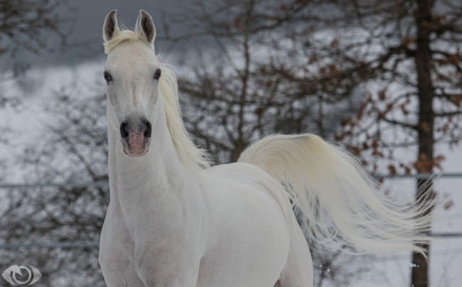 Обои картинки фото автор,  oliverseitz, животные, лошади, конь, грация, бег, хвост, грива, морда, белый