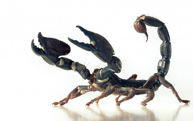 Обои картинки фото животные, скорпионы, насекомое, скорпион