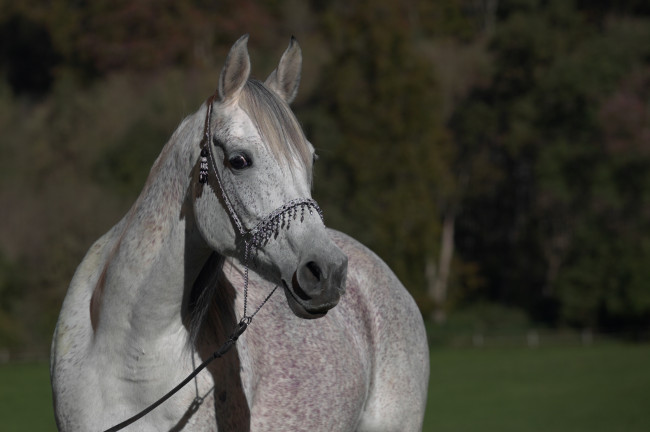 Обои картинки фото автор,  oliverseitz, животные, лошади, конь, серый, морда, чёлка