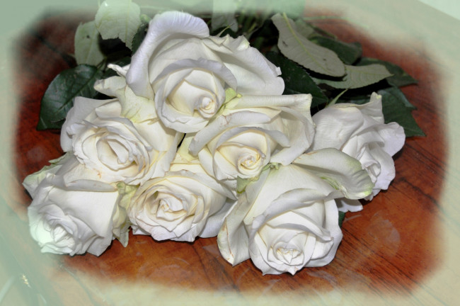 Обои картинки фото цветы, розы, белые, букет