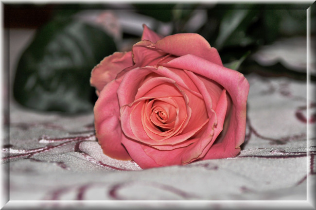 Обои картинки фото цветы, розы, ткань, роза