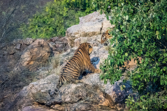 Обои картинки фото бенгальский тигр,  национальный парк рантамбор,  индия, животные, тигры, кошки, хищники, пара, драка, борьба, сражение, разборка, оскал, пасть, рык, угроза, ярость, злость, агрессия, мощь, полоски, скалы, заросли
