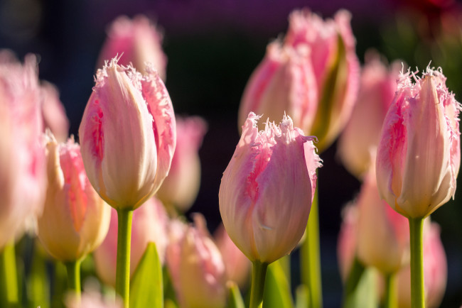 Обои картинки фото цветы, тюльпаны, розовые, махровые, макро, боке, весна, бутоны