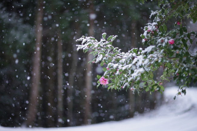 Обои картинки фото Японская камелия, цветы, камелии, листва, ветка, холод, снегопад, снег, зима, розовый