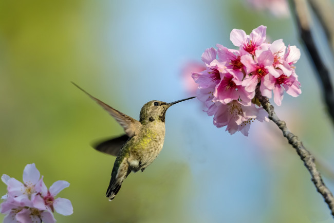 Обои картинки фото животные, колибри, цветок, дерево, птичка