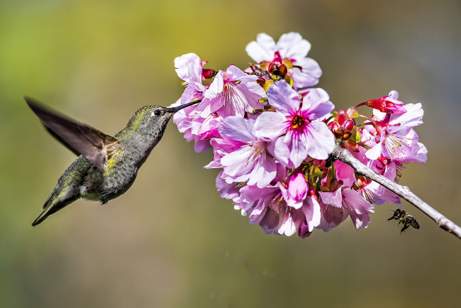 Обои картинки фото животные, колибри, дерево, птичка, цветок
