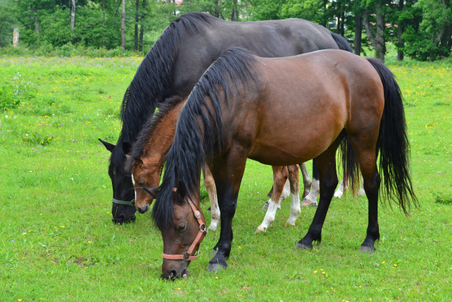 Обои картинки фото животные, лошади, пасутся, трава, луг