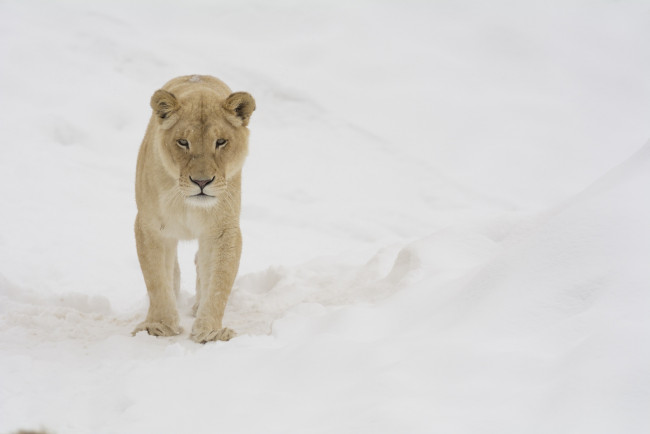 Обои картинки фото животные, львы, львица, кошка, хищник, морда, снег, зима, прогулка, зоопарк