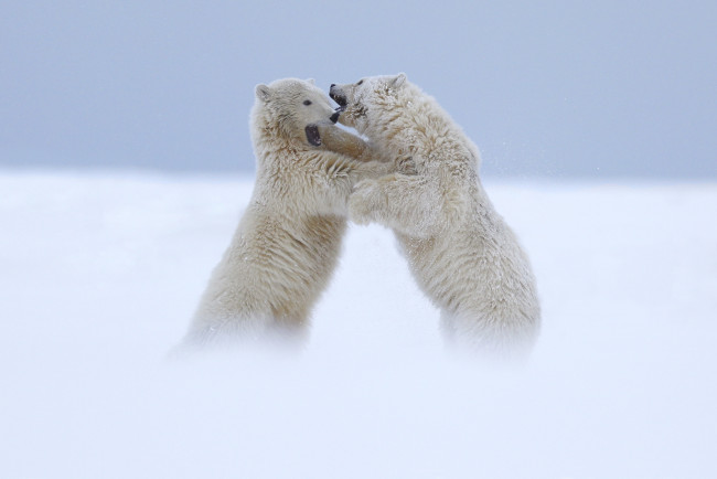 Обои картинки фото животные, медведи, ссора, два, белые, полярные