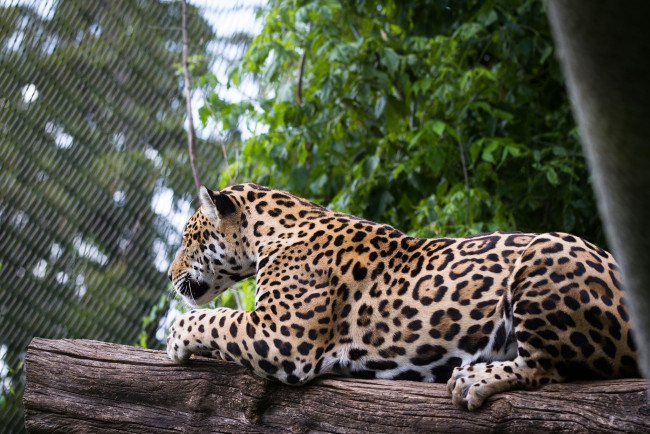 Обои картинки фото животные, Ягуары, кошка, хищник, пятна, лежит, отдых, бревно, решётка, зоопарк
