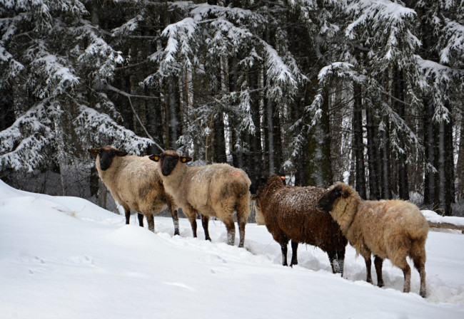 Обои картинки фото животные, овцы,  бараны, зима, снег, деревья