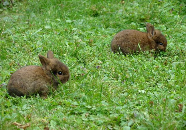 Обои картинки фото животные, кролики,  зайцы, трава, крольчата, луг