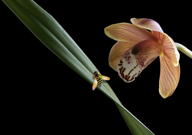 Обои картинки фото цветы, орхидеи, травинка, насекомое, орхидея, макро, цветок, фон, чёрный