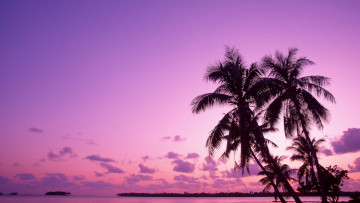 Картинка природа восходы закаты пальмы небо облака закат море тропики