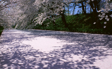 Картинка природа дороги деревья цветение сакура весна парк дорога